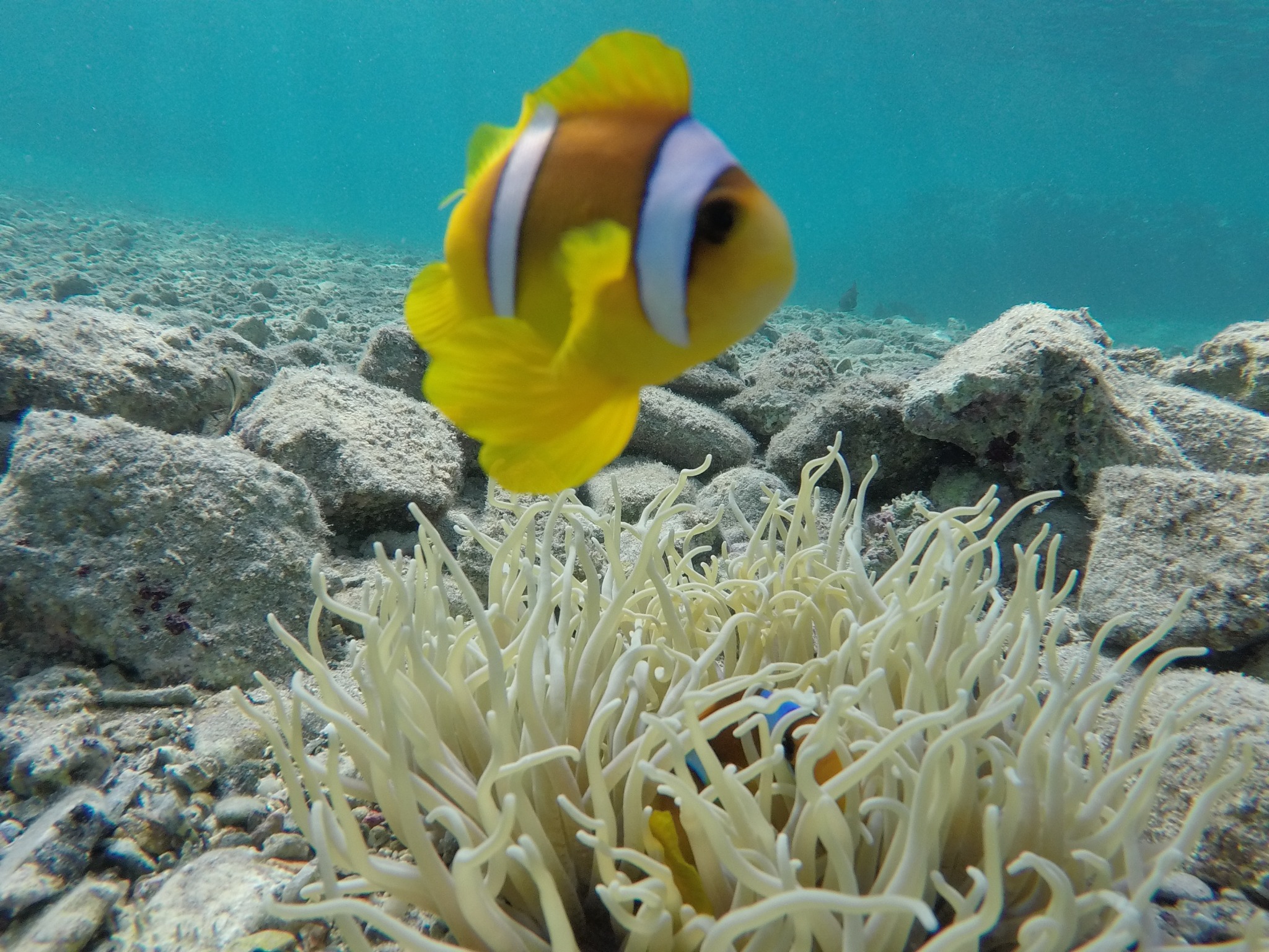 Abu Dabbab · Begegnung zwischen Anemonen und Korallen