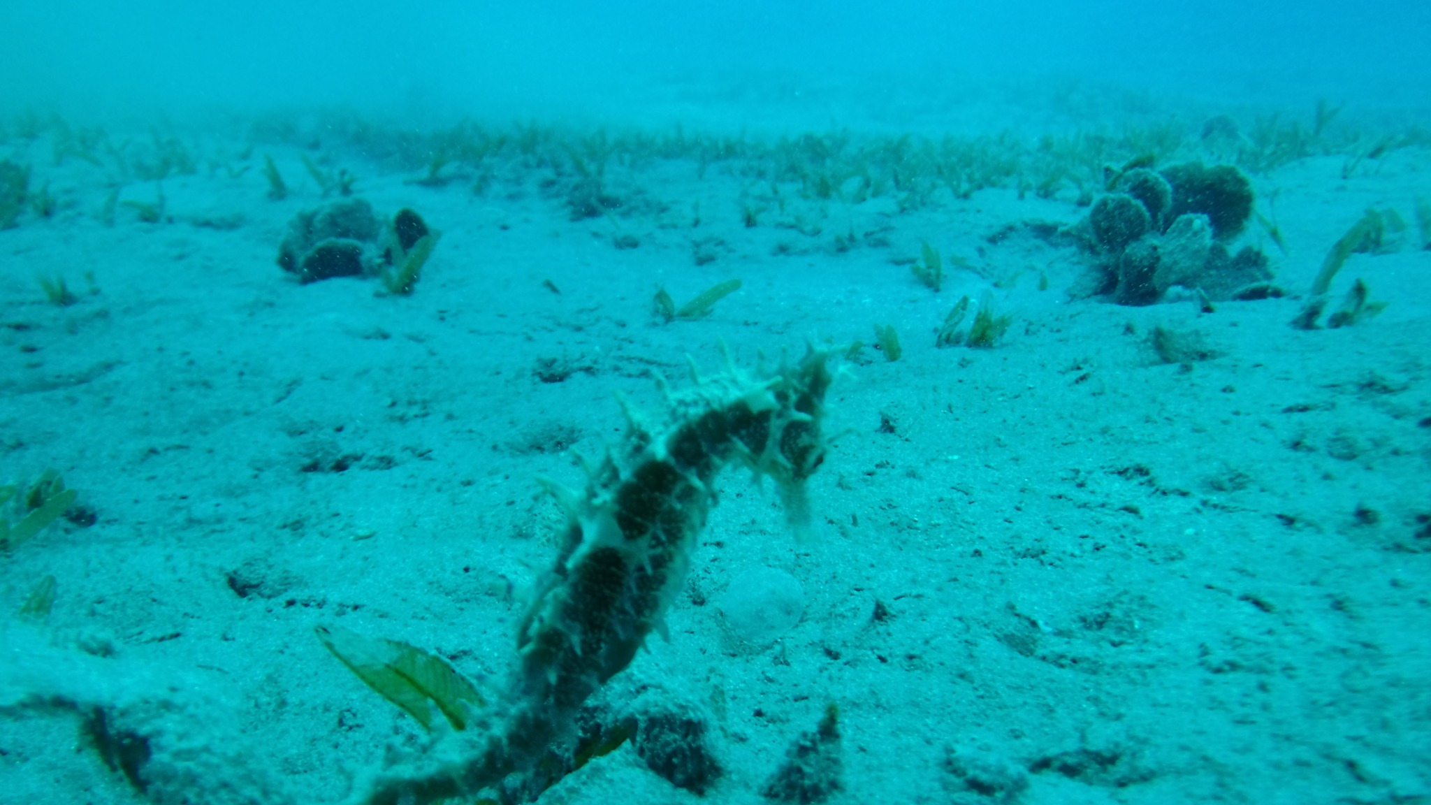 Abu Dabbab · Ein kleiner Bewohner der Seegraswiese