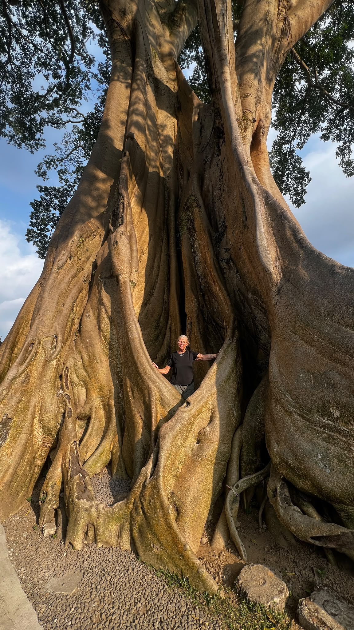 Bali · Der heilige Baum – zwischen gewaltigen Wurzeln
